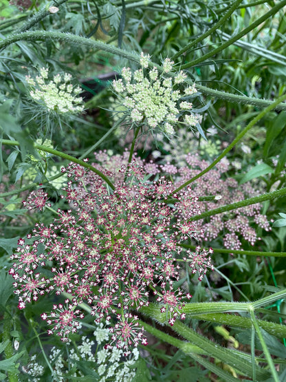 Blomstermorot ”Vinröd”