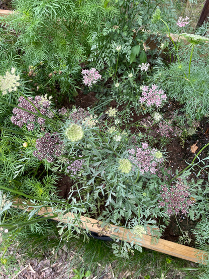 Blomstermorot ”Vinröd”