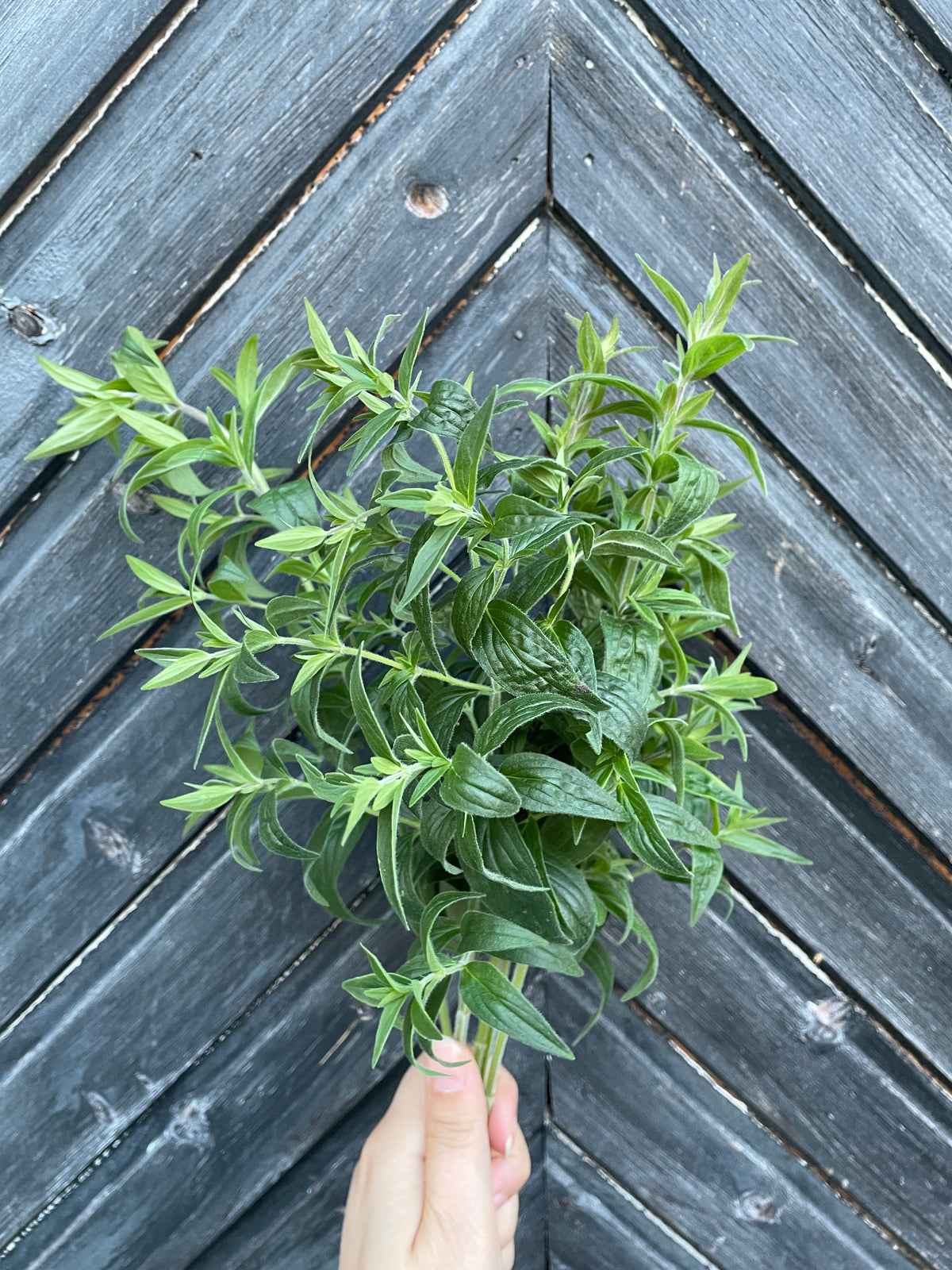 Bergsmynta ”Mountain Mint”