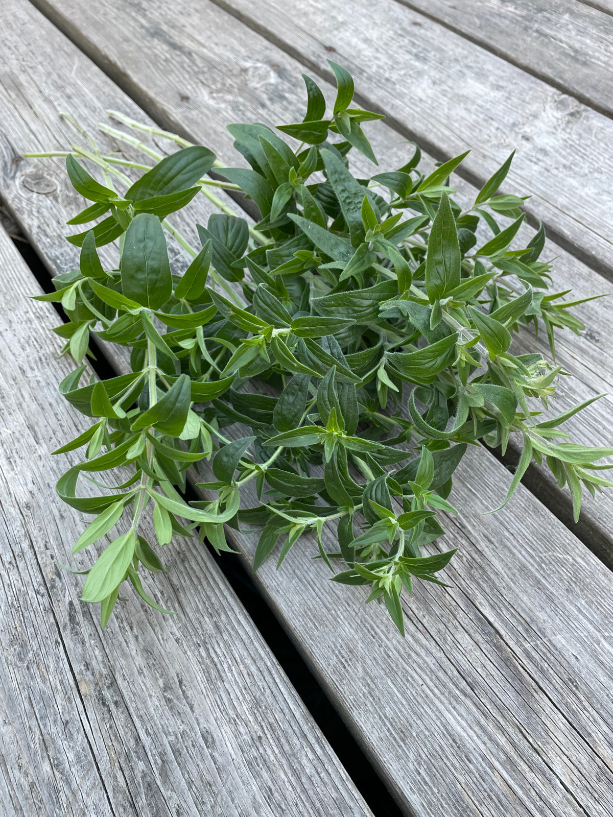 Bergsmynta ”Mountain Mint”