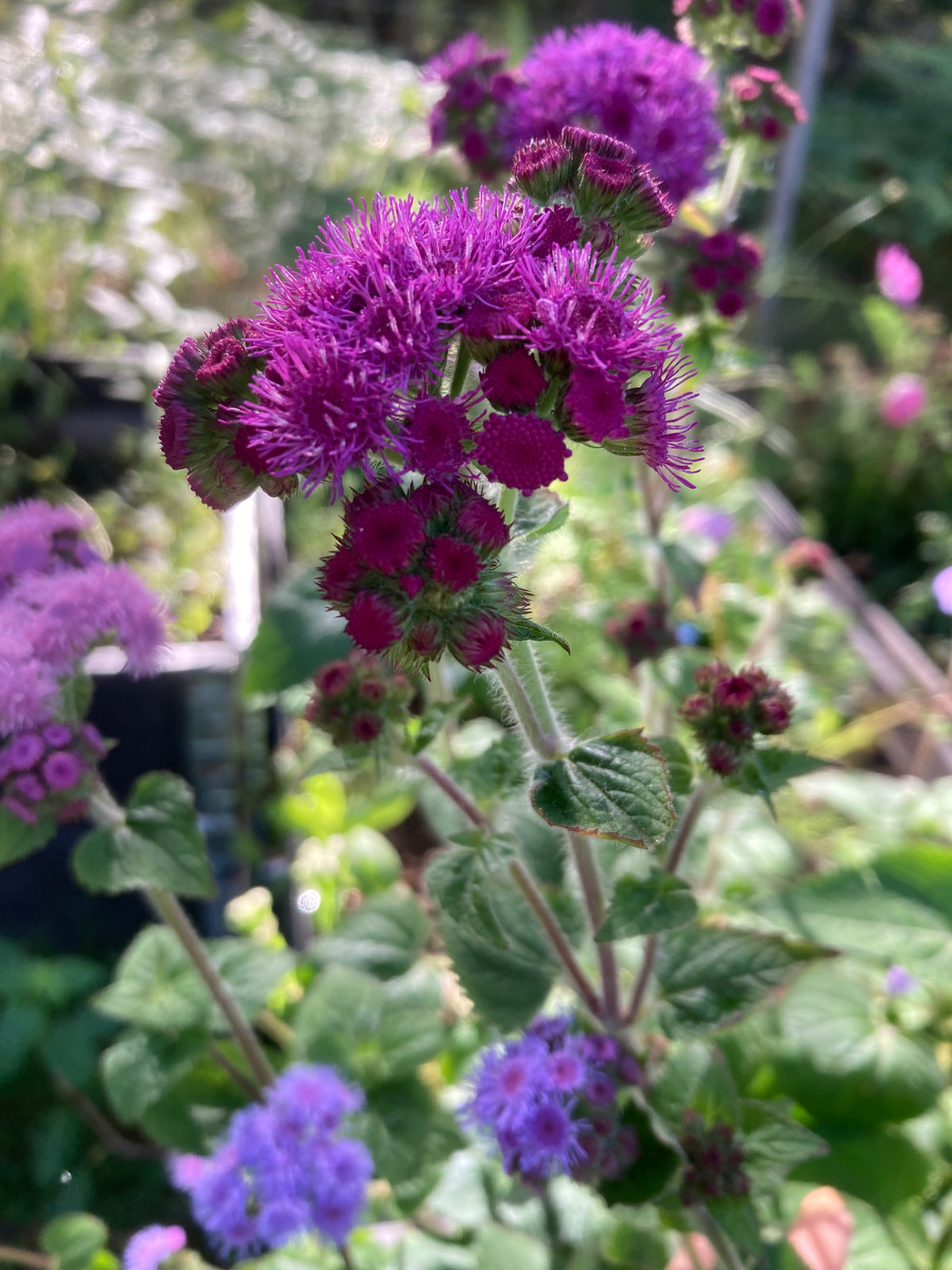 Ageratum ”Mix”