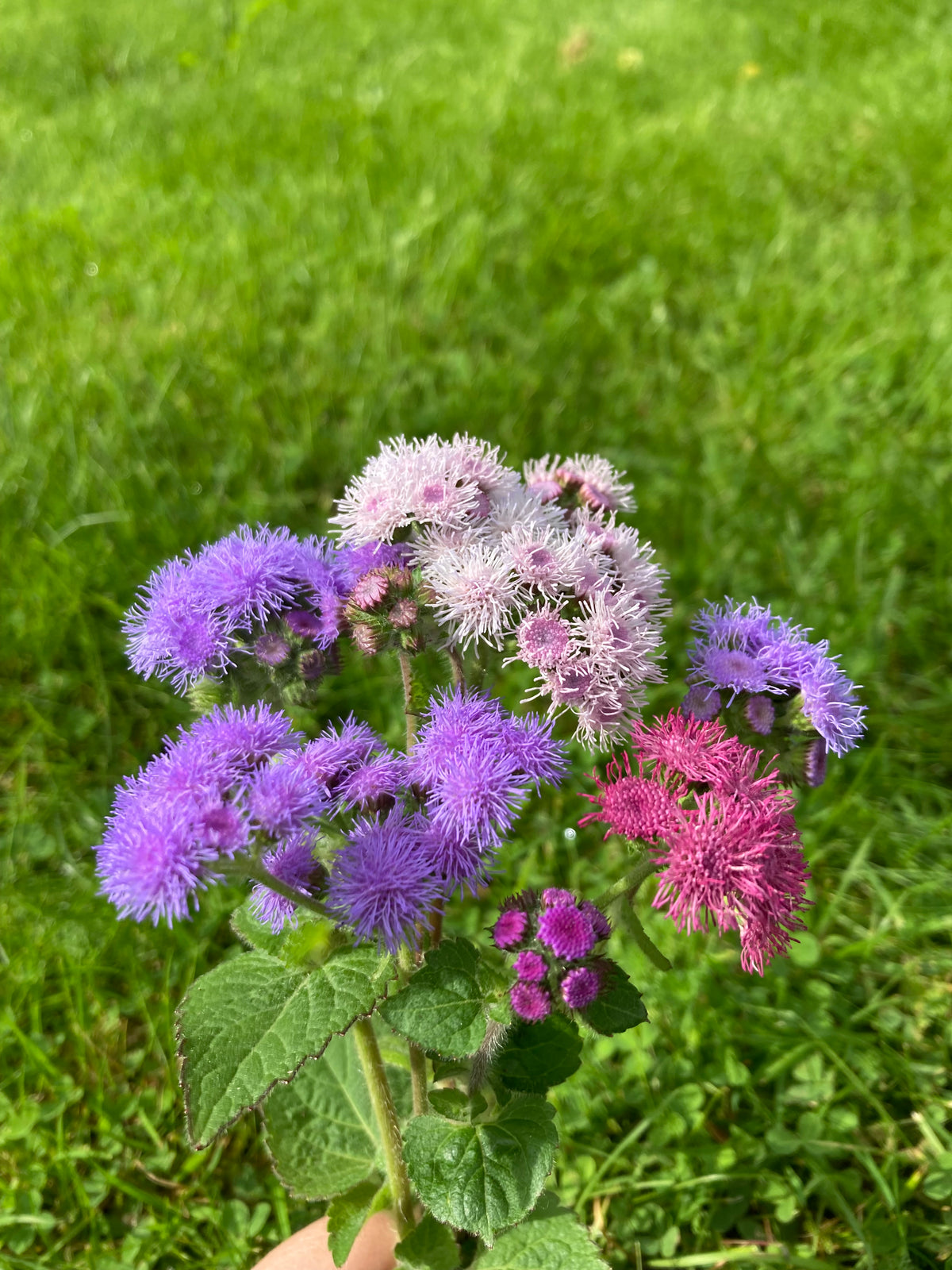 Ageratum ”Mix”
