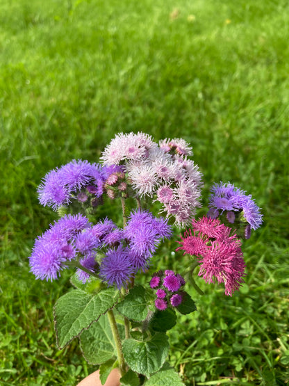 Ageratum ”Mix”
