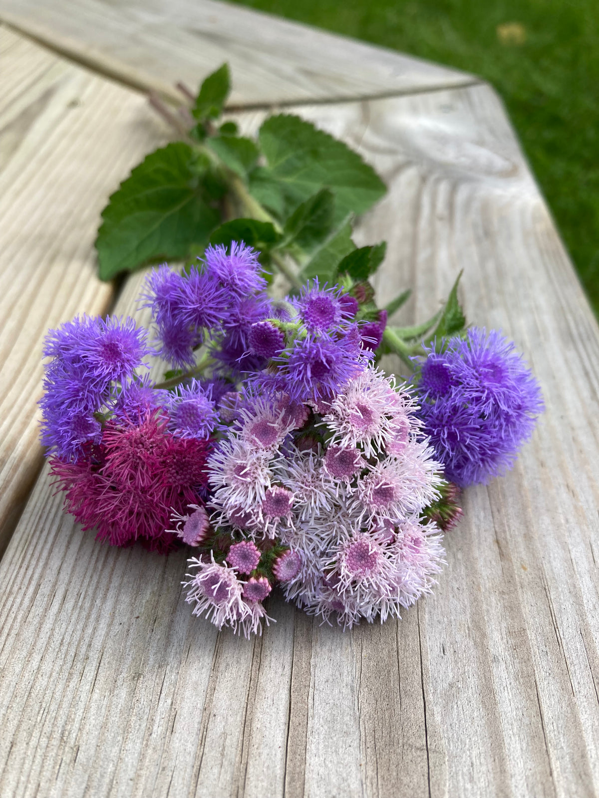 Ageratum ”Mix”