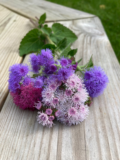 Ageratum ”Mix”