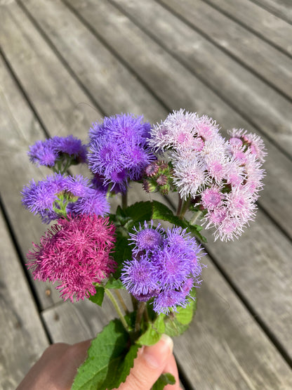 Ageratum ”Mix”