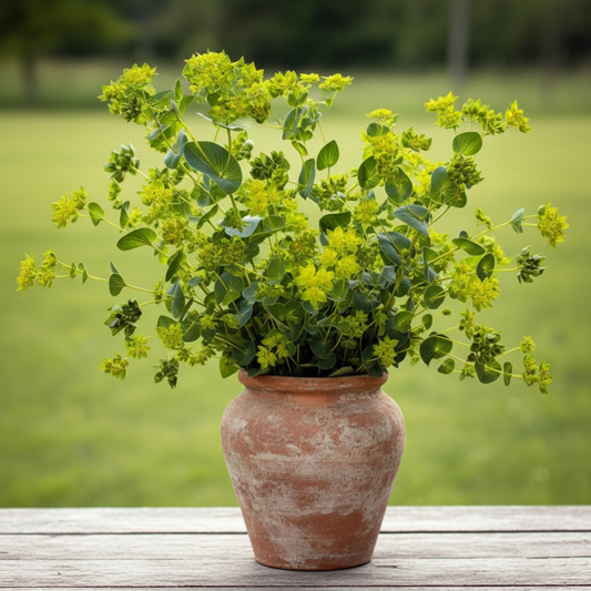 Harört