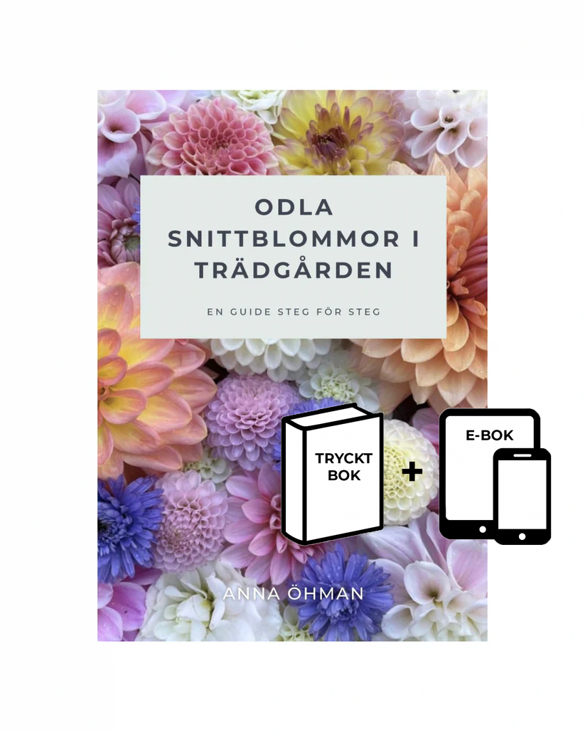 Odla snittblommor i trädgården - Tryckt bok och E-bok