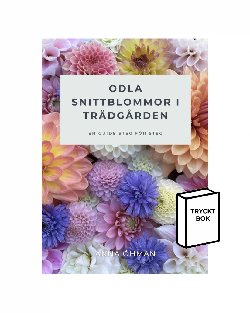 Odla snittblommor i trädgården - Tryckt bok